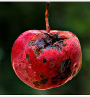 Bad apple red